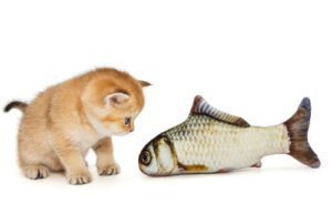 Home Anecdotes About Cats