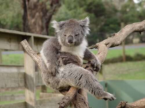 All About Koala Behavior