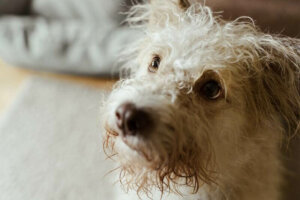 Types of Dog Eye Discharge