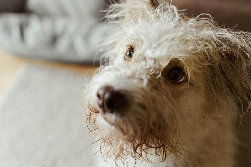 Types of Dog Eye Discharge