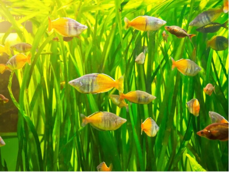 All About Reproduction in Fish