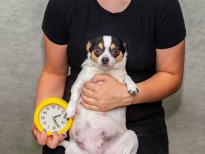 9 Signs that a Dog Is About to Give Birth