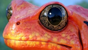 Tomato Frogs: Habitat and Characteristics