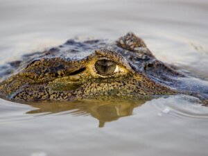 The 10 Largest Reptiles in the World