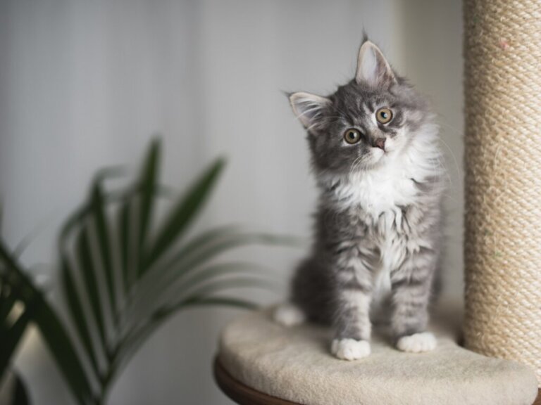 5 Cat Breeds that Don't Grow (Too Much)