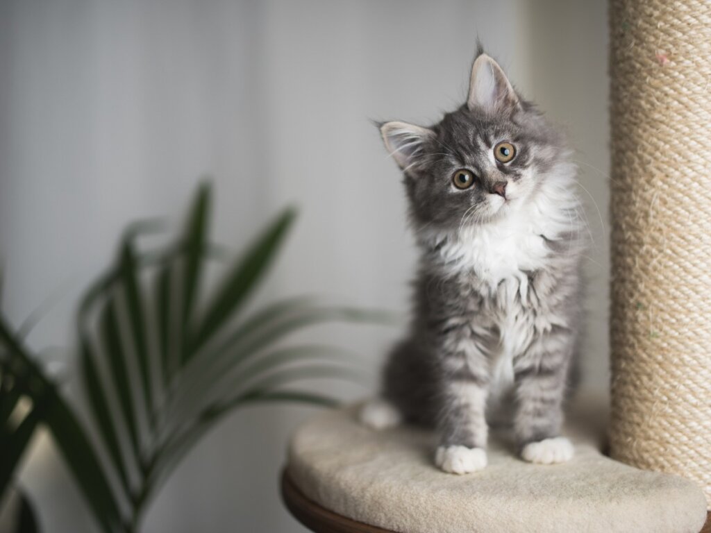 5 Cat Breeds that Don’t Grow (Too Much)