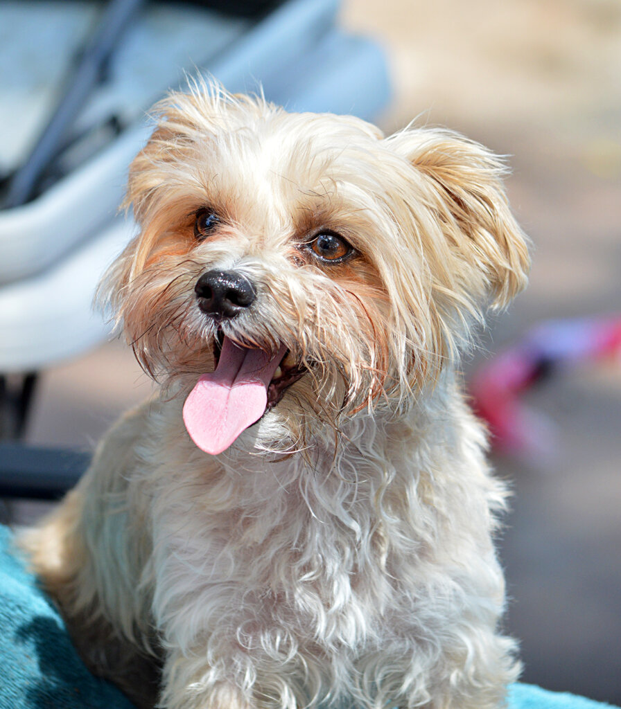 The Morkie: All About this Breed