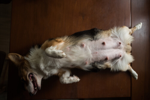 Recognizing the Signs of a Phantom Pregnancy and What to Do