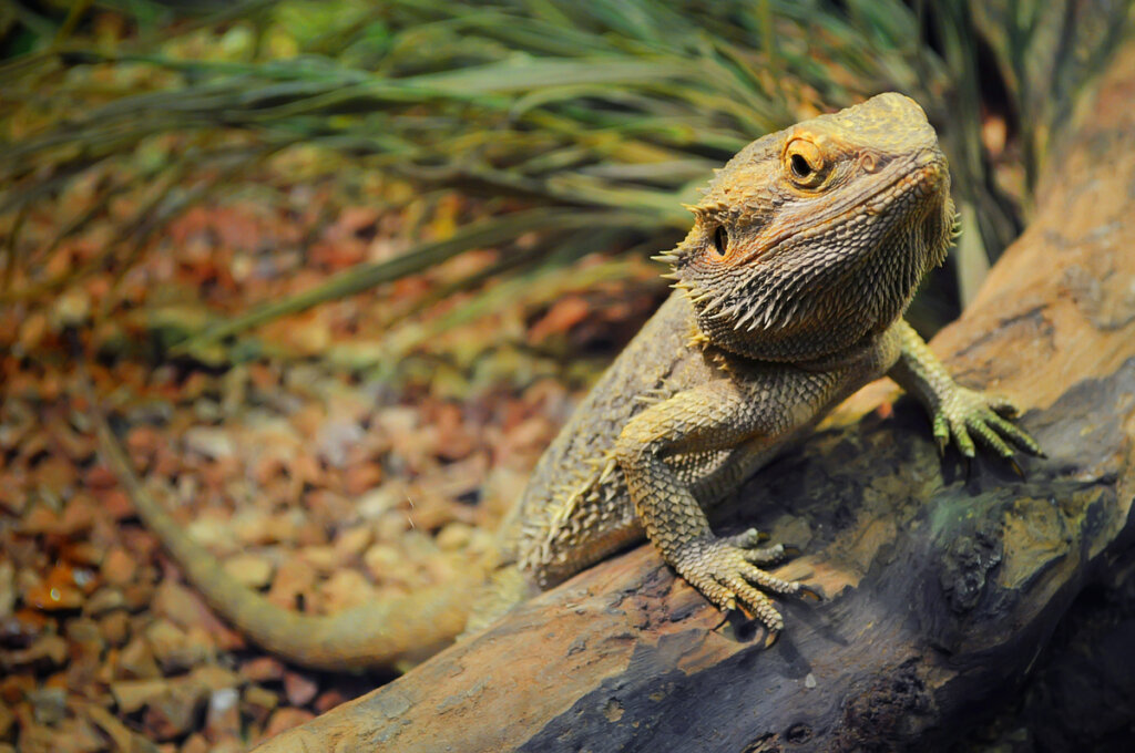 10 Signs that Your Pogona Is Going to Die