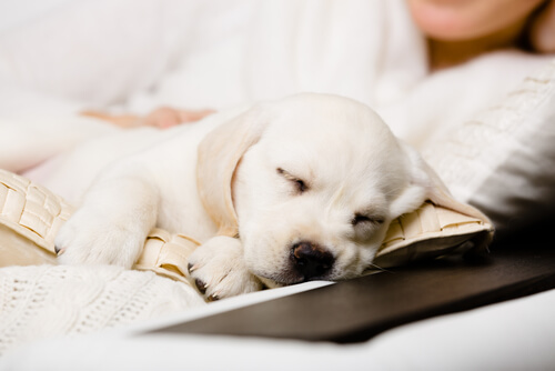 What to Do if Your Puppy Whines at Night