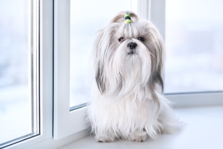 20 Dog Breeds that Don't Shed (Much) Hair