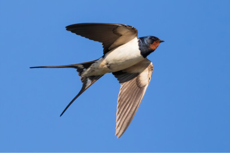 Can Swallows Predict the Weather?