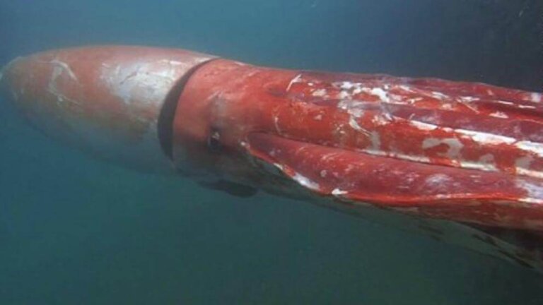 9 Curiosities About the Giant Squid