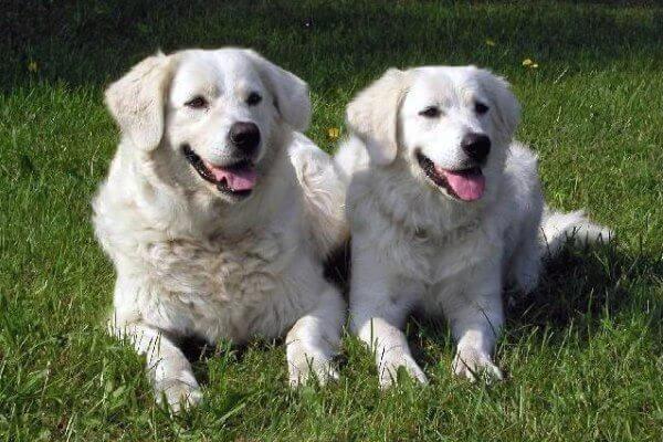 Slovak Cuvac: All About this Breed