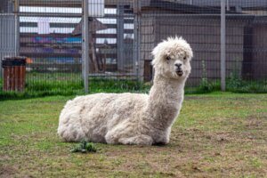 How to Tell the Difference Between Llamas and Alpacas