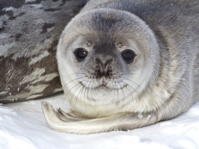 9 Curiosities About Seals
