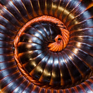 Giant African Millipede: Habitat, Characteristics and Curiosities