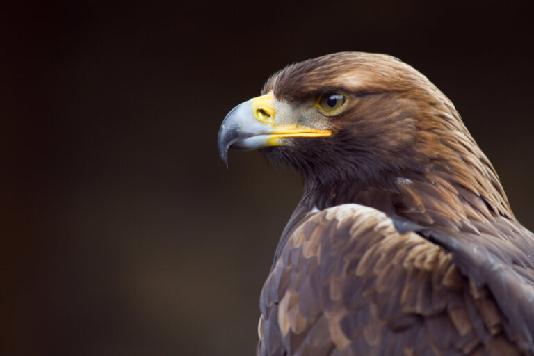 9 Curiosities About the Golden Eagle's Vision