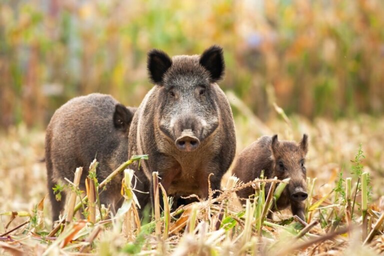 11 Curiosities About Wild Boars