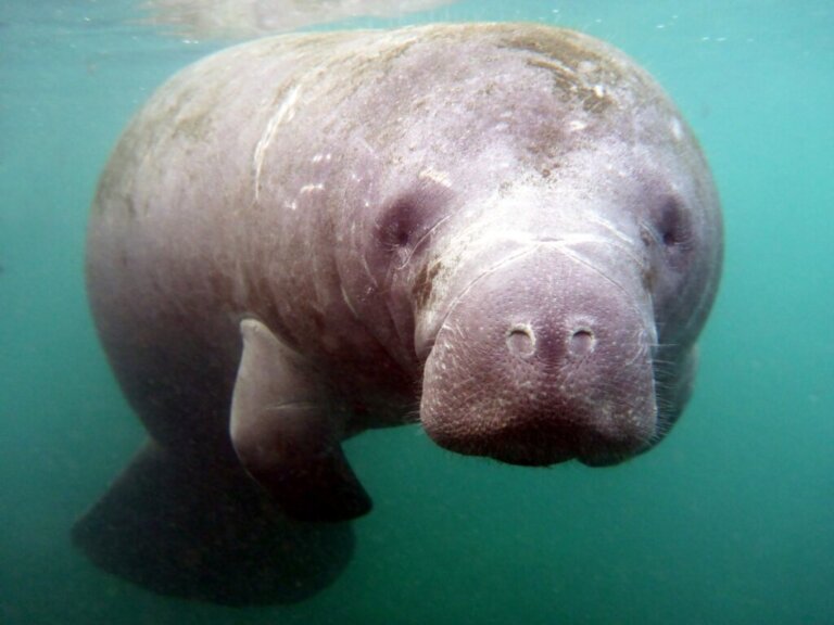 7 Curiosities About Manatees