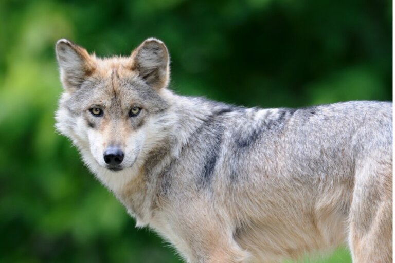 5 Curiosities About Wolf Howls