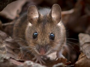 5 Curiosities About Mice Teeth