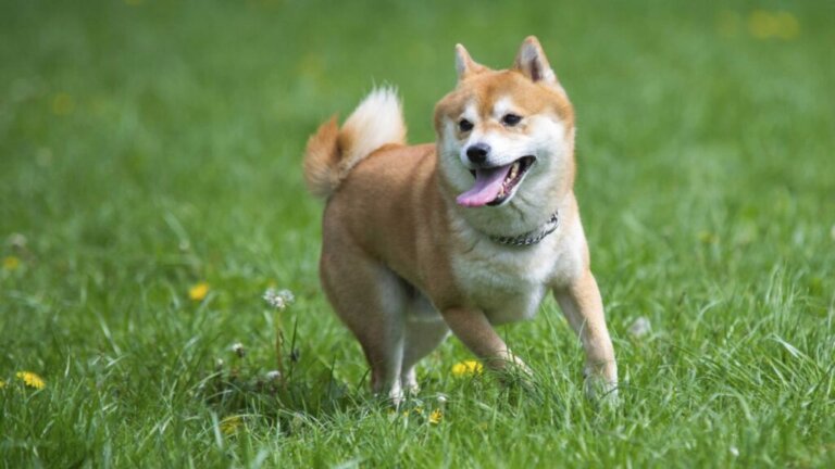 7 Japanese Dog Breeds You Should Know About