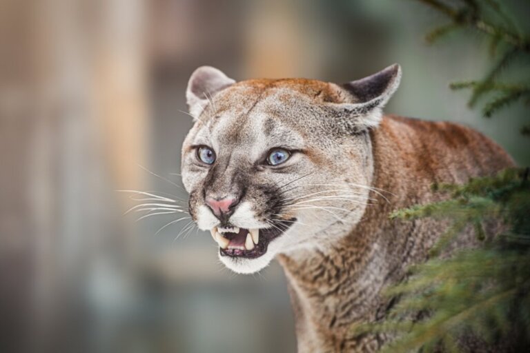 11 Curiosities about Pumas