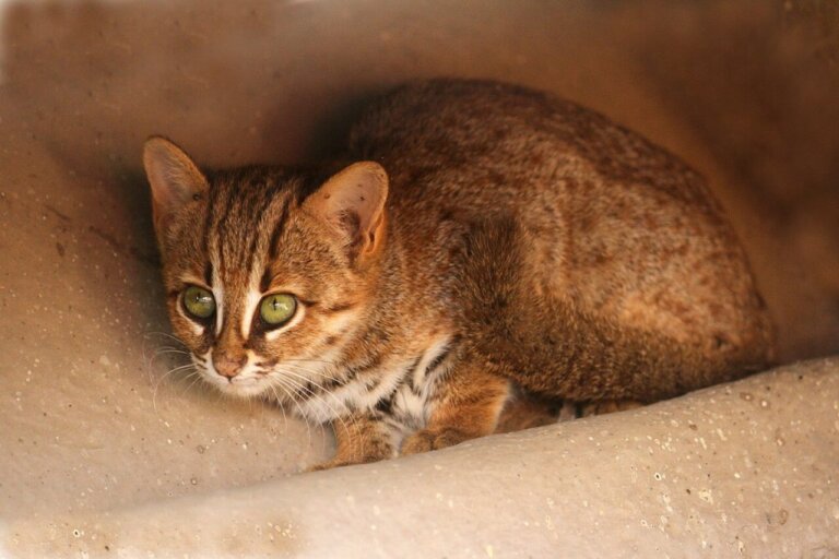 The Rusty-Spotted Cat: Habitat and Characteristics