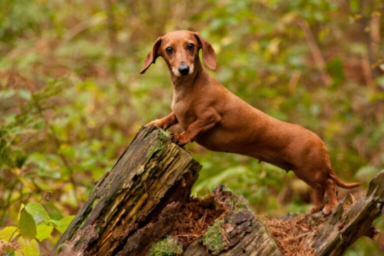 The Most Common Diseases in Dachshunds