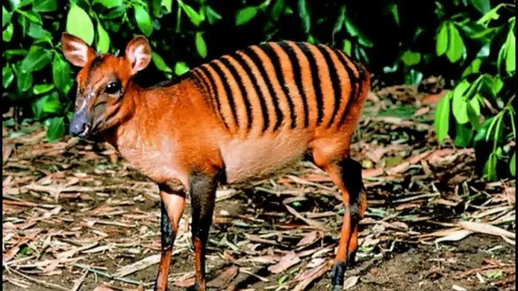 Γνωρίστε το Zebra Duiker