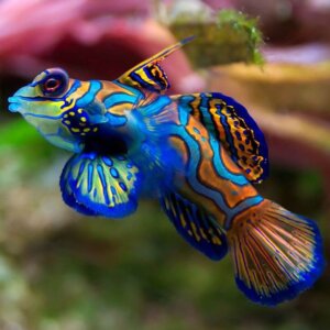 5 Curiosities About the Mandarinfish