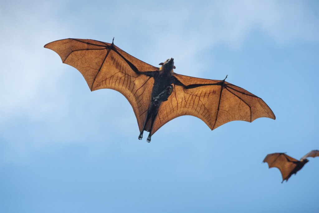 The giant golden-crowned flying fox, the world's largest pollinator