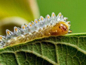 The Acraga Coa: Habitat, Characteristics and Curiosities