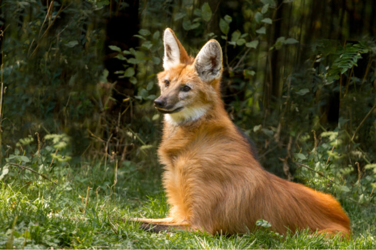 9 Curiosities About the Maned Wolf