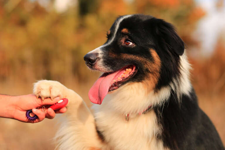 Can Dogs Distinguish Between Different Languages?