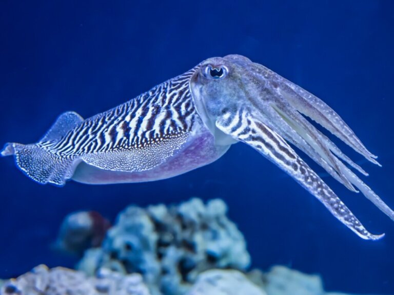 9 Curiosities About Cuttlefish