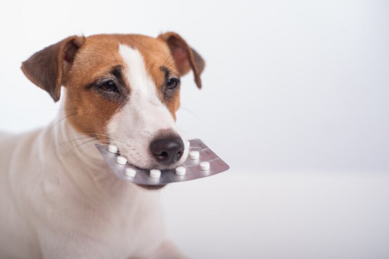 Selegiline in Dogs: Dosage, Uses and Side Effects