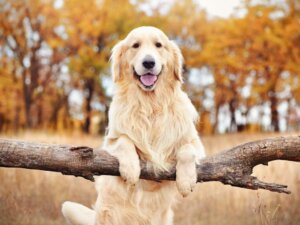 Myositis in Dogs: Causes, Symptoms and Treatment