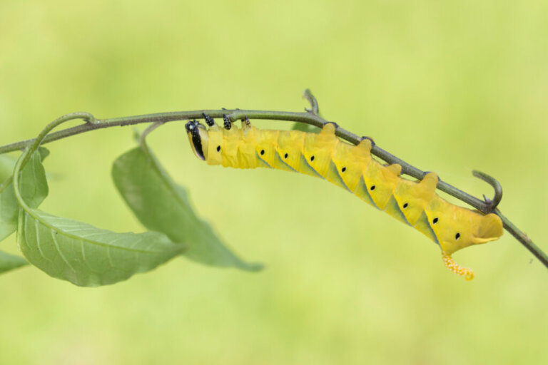 The Strange Virus that Turns Caterpillars into Zombies