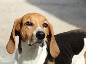 A Dog's Vision: Seeing Through a Dog's Eyes