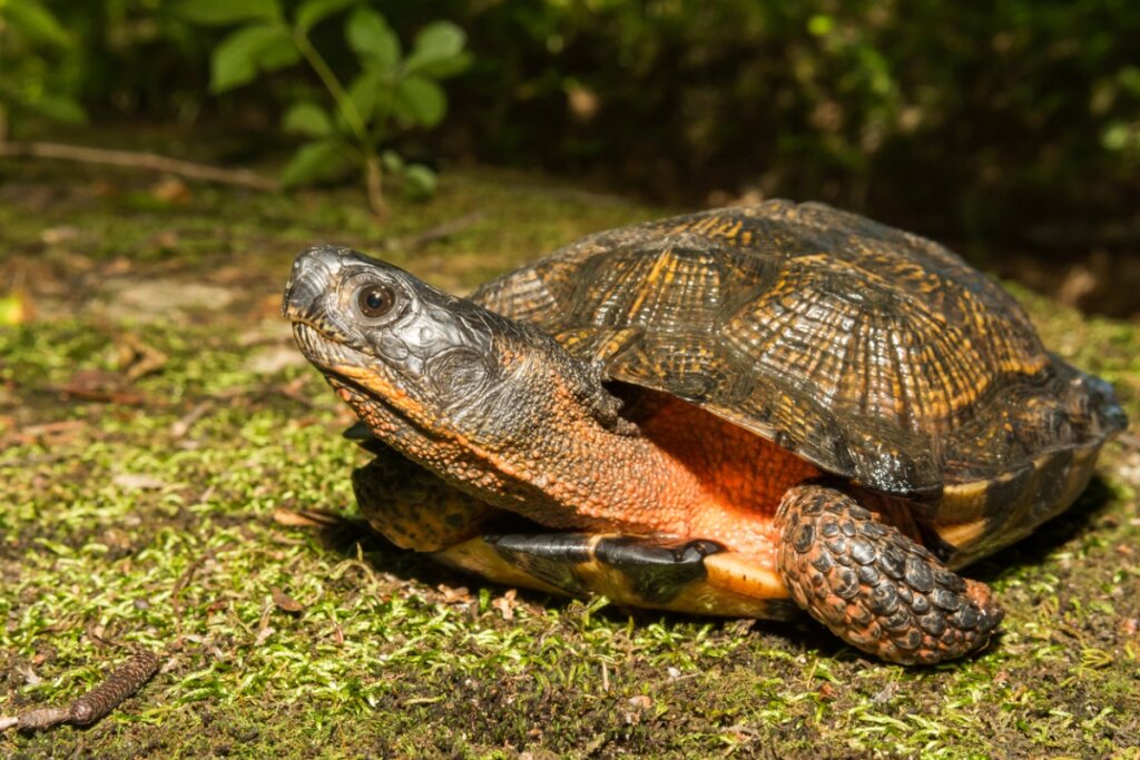 How Can You Tell if Your Tortoise Is Hibernating or Dead?