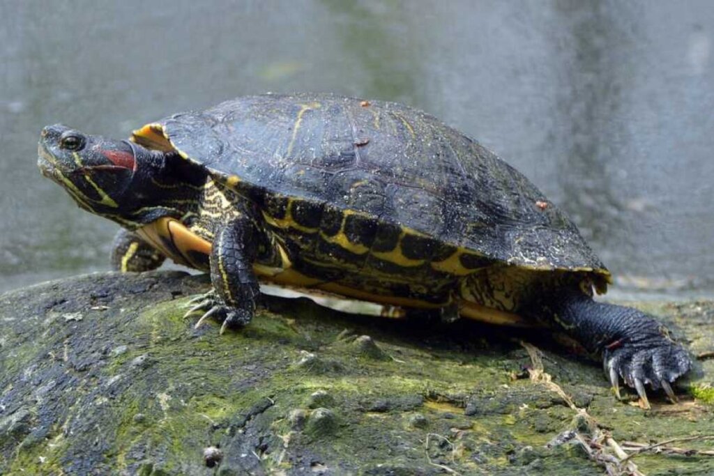 Red-eared slider turtle care