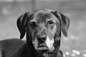 9 Curiosities About the Majorca Shepherd Dog