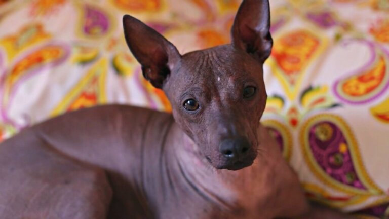 All About the Xoloitzcuintli (Mexican Hairless) Dog
