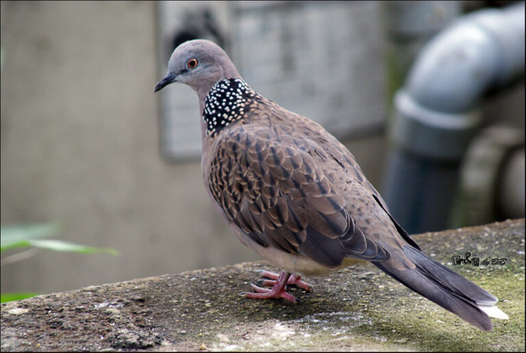 Spotted Dove: Habitat, Characteristics and Curiosities