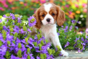 Common Cavalier King Charles Spaniel Diseases