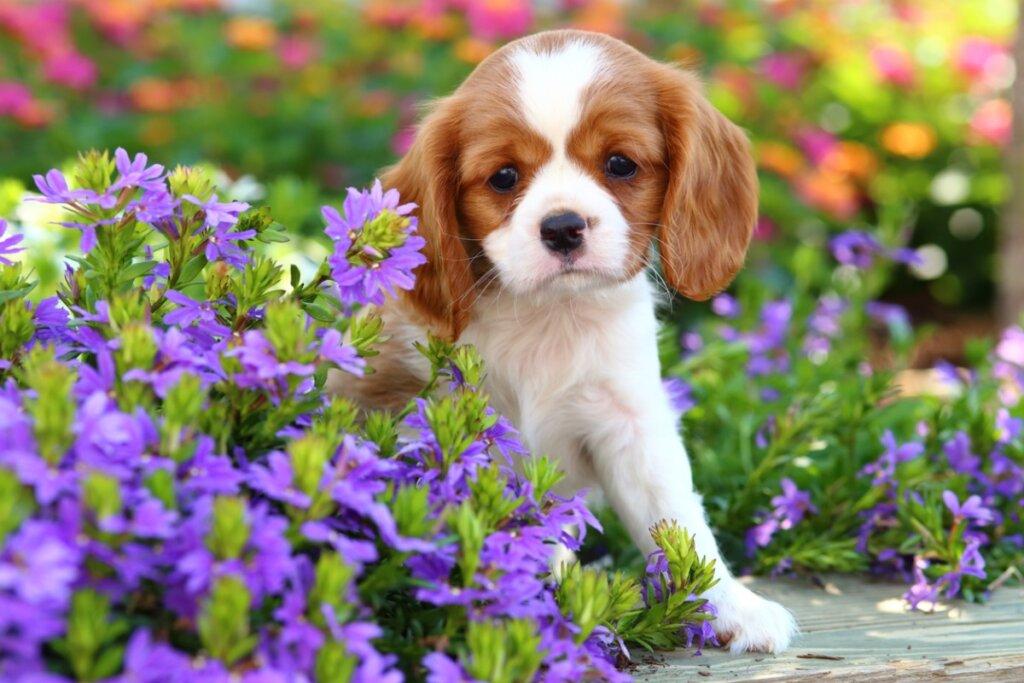Common Cavalier King Charles Spaniel Diseases