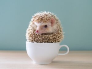 The Hedgehog as a Pet