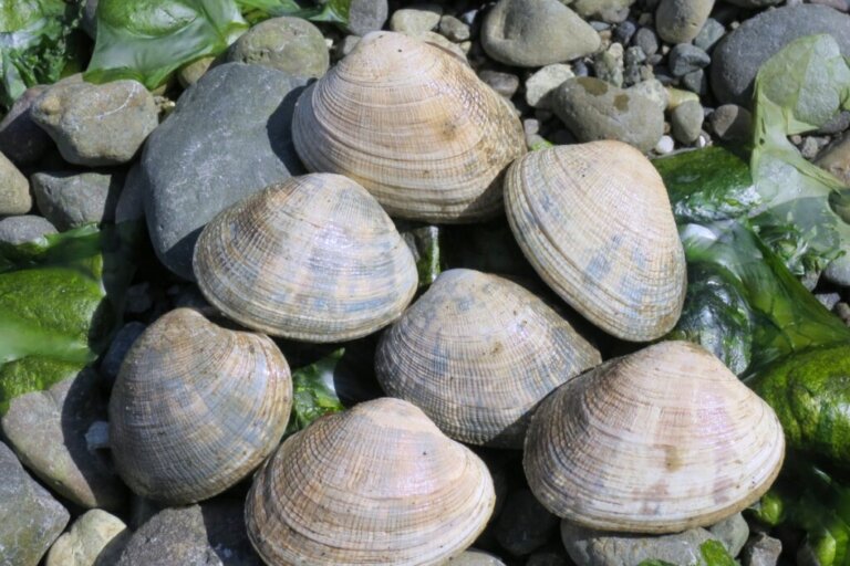 9 Curiosities About Clams